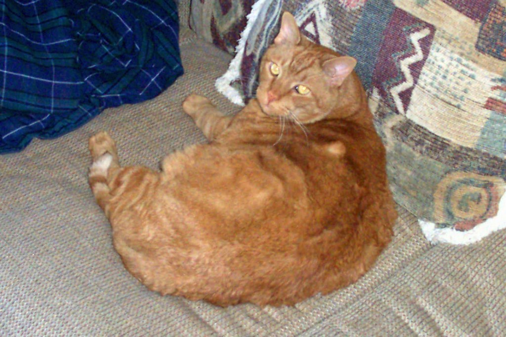 Max the Cat Arvada, CO